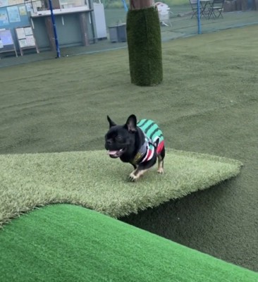 服を着て坂を駆け上がる犬