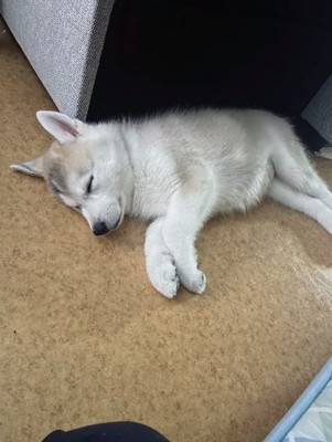 眠るきなこちゃん