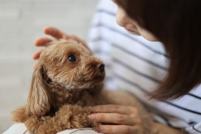 飼い主の膝の上で見つめ合う犬