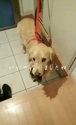 散歩から帰った犬