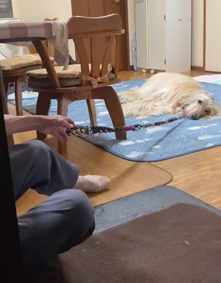 ユーリちゃんは知らんぷり