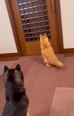 玄関前で待つ2匹