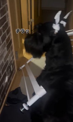 ゲートを破壊したリンツちゃん8