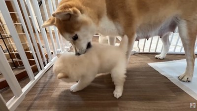 指導後は優しく毛づくろい