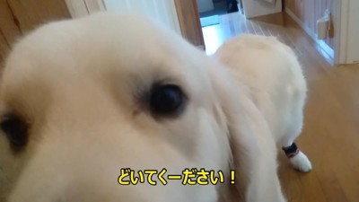 パパさんにちょっかいを掛けて…