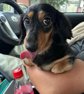 舌を出す犬