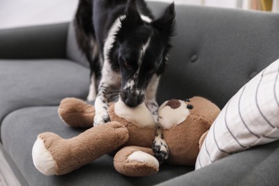 ぬいぐるみを齧る犬