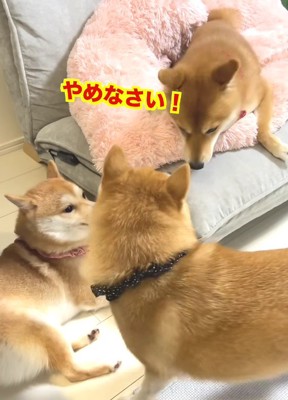 豆じろうくんが一喝するも…