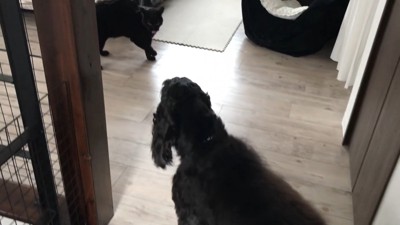 完全にビビッているルークくん