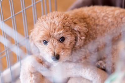 ケージに入る犬