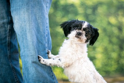脚に手をおいて立ち上がる犬