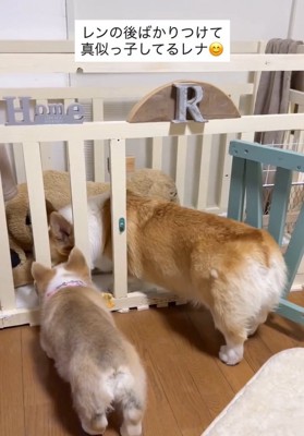 興味津々なレナちゃん