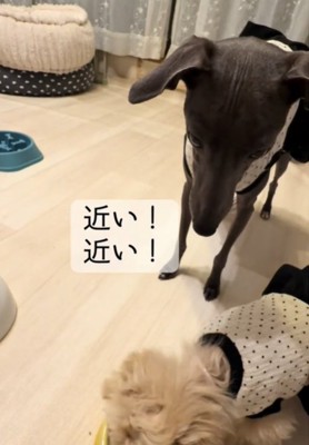 近づく犬