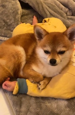 眠そうな虎鉄くん