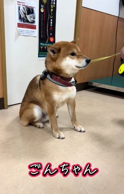 名前を呼ばれるごんちゃん