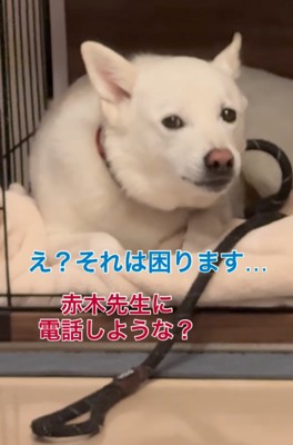 困り顔でこちらを見る犬