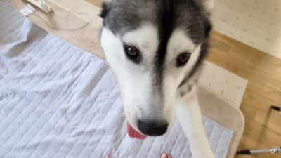 「無視しないであげて！」
