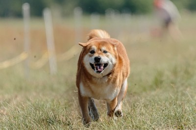 ヒコーキ耳で近づいてくる犬