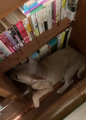 定位置は部屋の隅っこ