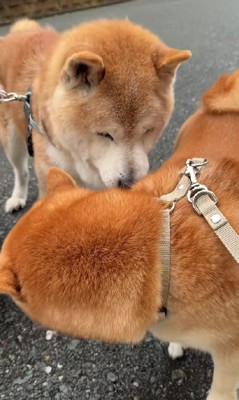 ハチくんは寝たきりに…