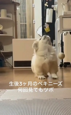 天を仰ぐムニくん