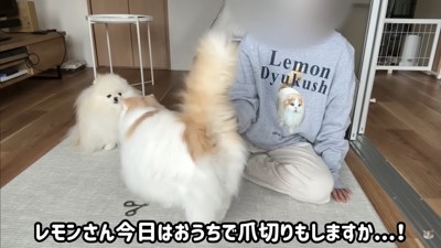 レモンさんを守ろうとするポテチくん2