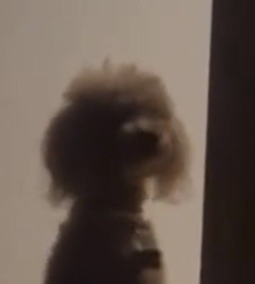 こちらを見る犬
