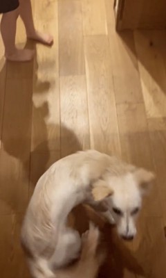 走ってなぜかママの元へ