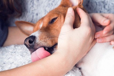 人の腕を舐めている犬