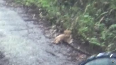 道端に何かいる!!