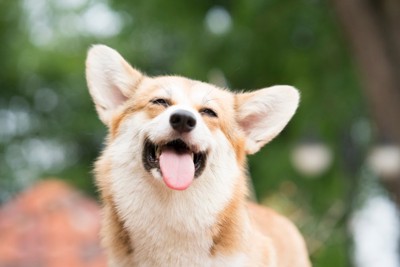 満面の笑みの犬