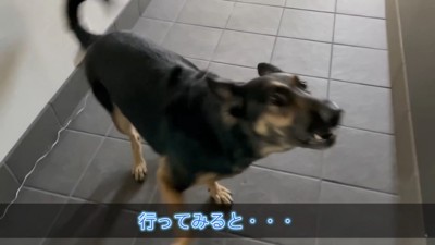 慌てて着いて行ってみると…