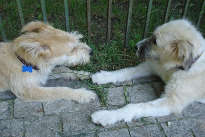 向かい合って座る2匹の犬