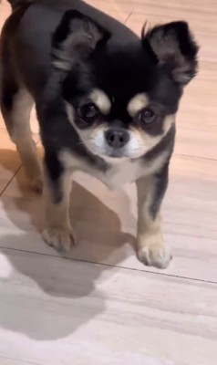 ここまるちゃんの寂しい時の行動7