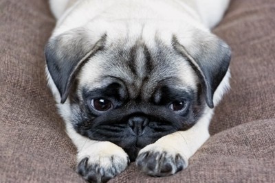 悲しそうに伏せる子犬