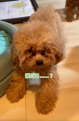 警戒するワンコ