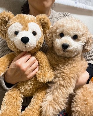 クマのぬいぐるみと並ぶトイプードル