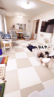 飼い主に近寄る白い犬と黒い犬