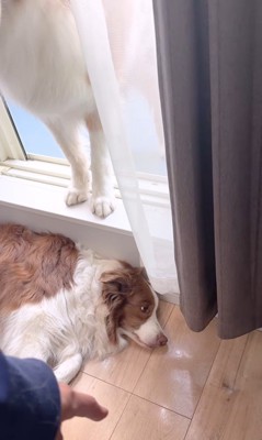 ベランダから戻れないガルチェロくん7