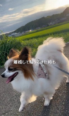 そらちゃんを迎えてからの日々5