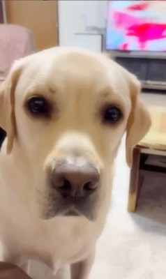 撫でられてスイッチが入るトニーくん