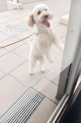 ドアに手をかける犬