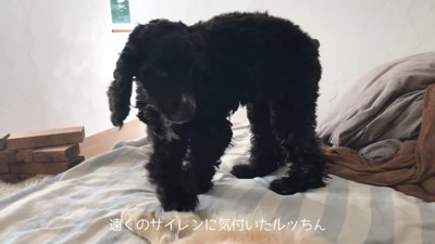 サイレンが鳴った時のルークくん8