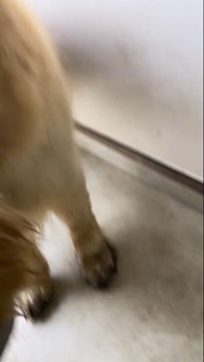 家の廊下の方へと進む犬