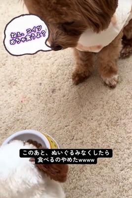 こあ君のご飯の横におもちゃを置いたら4