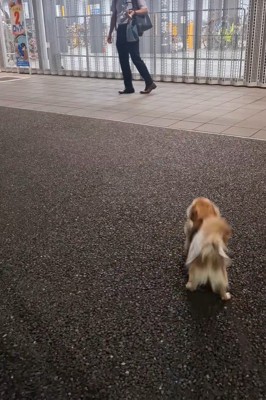 CoCoちゃんとパパさんの再会3