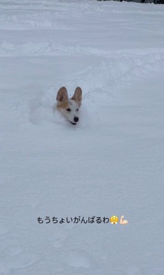 雪に埋もれるポムちゃん7