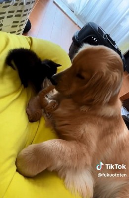 猫パンチする音くん