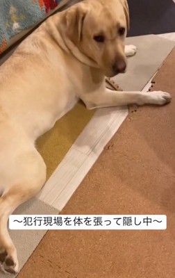 イタズラしたらんらんちゃん