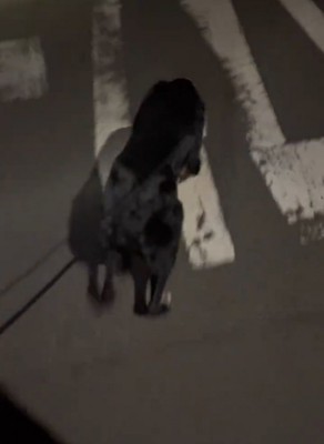 リードを持って歩く2